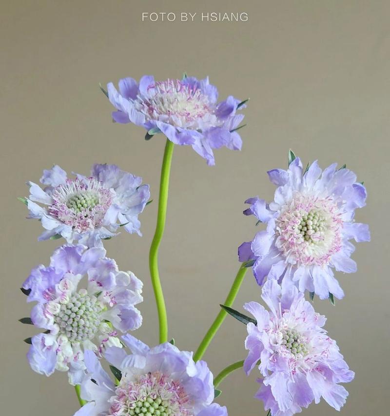 高加索蓝盆花的生长特点与养护技巧（了解高加索蓝盆花，让它在家中长成美丽的多年生花卉）