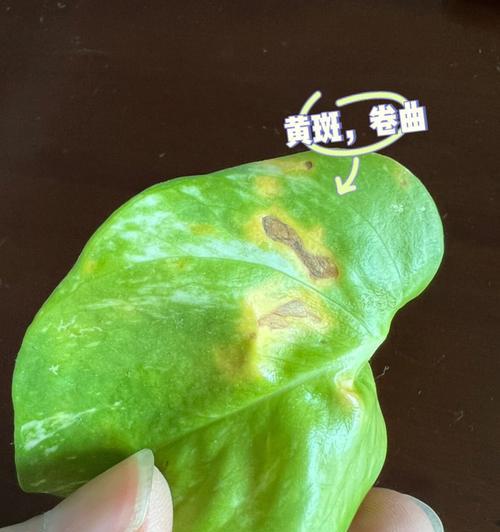 如何有效补救天鹅绒竹芋受损情况（掌握关键方法，拯救憔悴的天鹅绒竹芋）