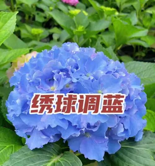 插蓝绣球，装点生活之美（学会正确插蓝绣球，让你的家更加美丽）
