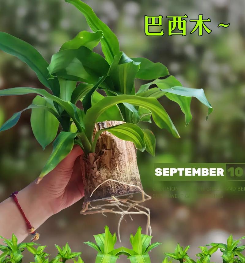 以巴西木的繁殖方法（了解巴西木的生殖特性和培育技巧）