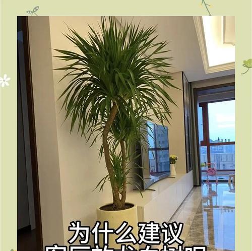 龙血树的换盆时间及注意事项（合适换盆时间和技巧，让龙血树焕发生机）