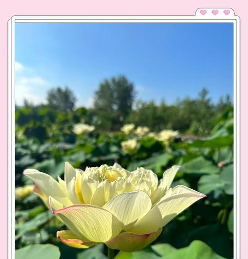 水莲花的盆栽养殖方法（打造高效精致的水莲花盆栽，让你的家更美）