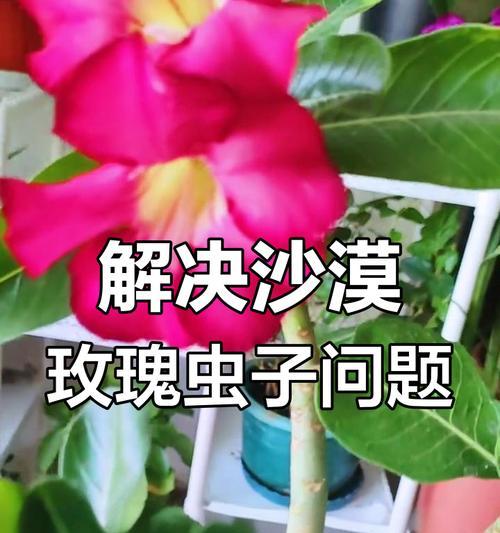 沙漠玫瑰叶子发黑的处理方法（如何防止沙漠玫瑰叶子发黑）