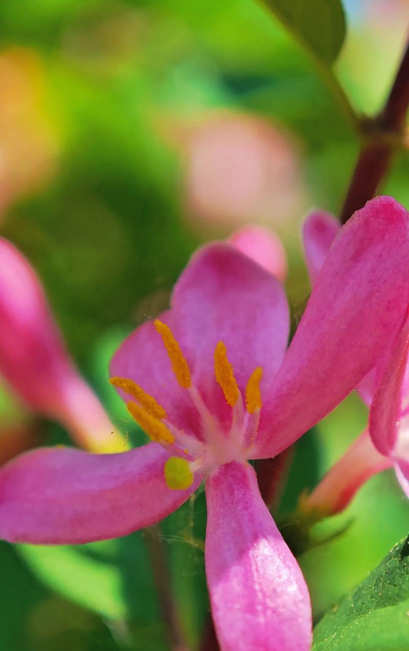 忍冬开花时间及特点（四季常青的忍冬，花期长达半年！）
