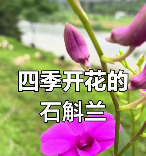 石斛的浇水时机与方法详解（春夏秋冬，不同季节不同护理要点，浇水为关键）