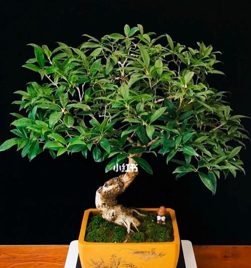 冬天如何养殖桂花盆景