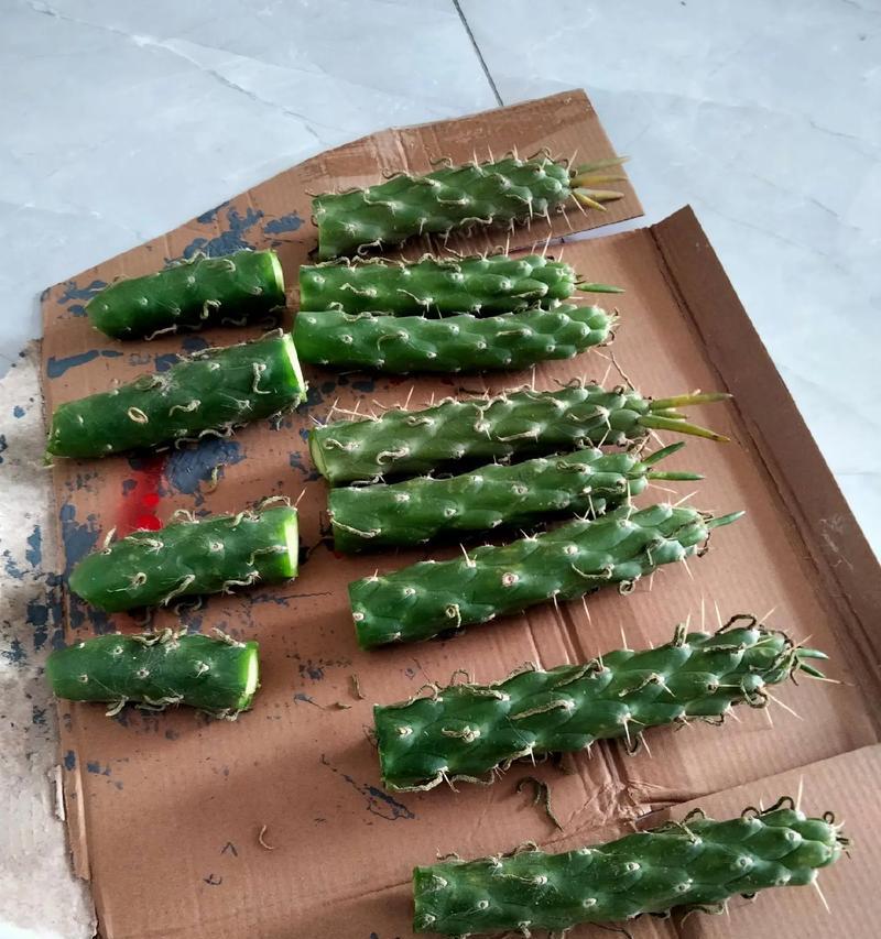 多肉将军柱的繁殖方法大揭秘（以简单易行的步骤，让你的多肉将军柱繁殖一箭双雕）