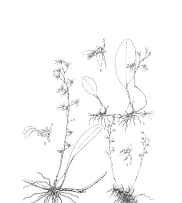 石豆兰的养护指南（掌握关键技巧，打造美丽的石豆兰花园）