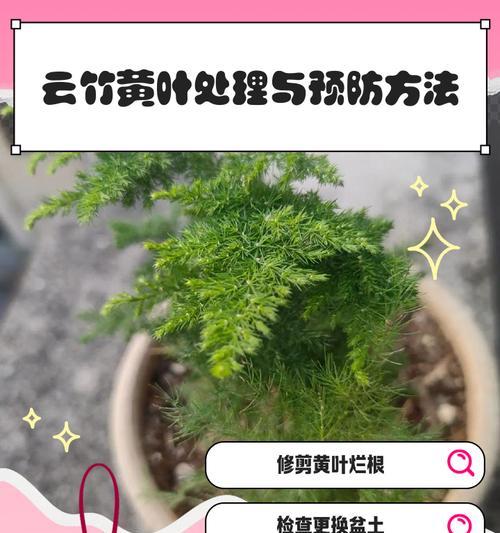 云竹修剪技巧（以云竹为例，掌握修剪要领，打造理想高度）
