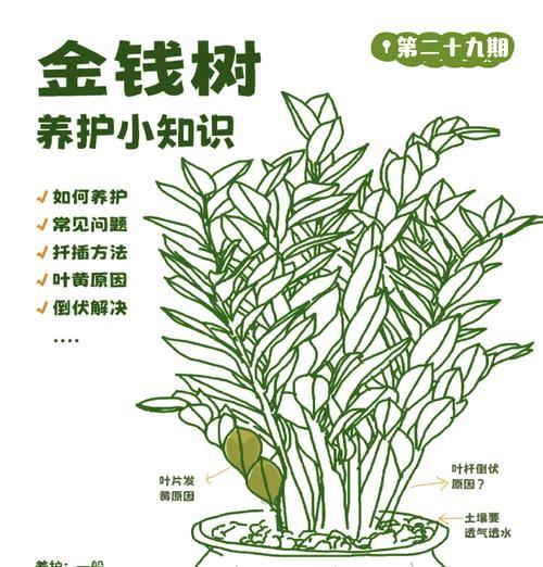 雪铁芋养护指南（打造健康繁茂的雪铁芋园）