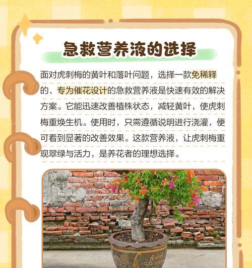 如何处理刺玫瑰花的黄叶问题（刺玫瑰花黄叶问题的原因及解决方法）