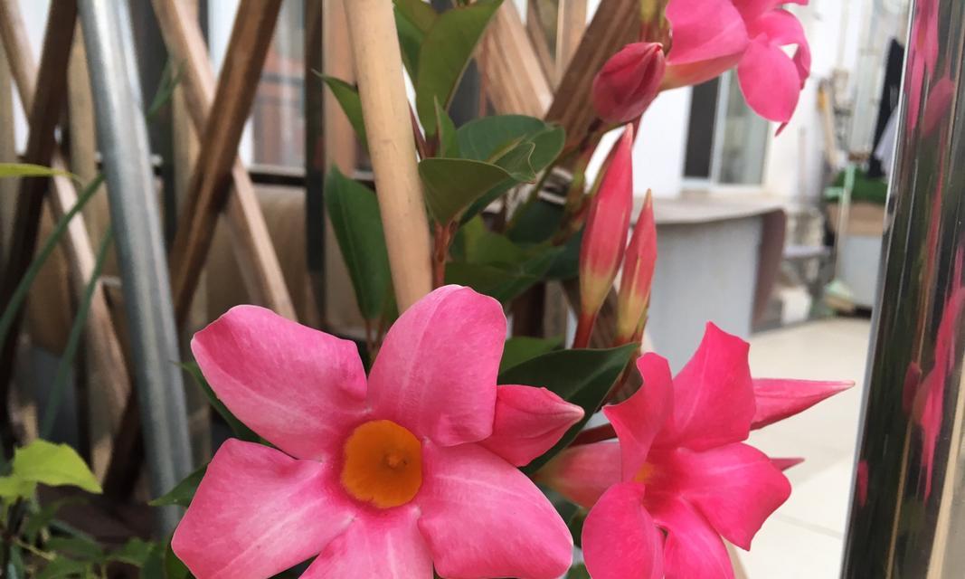 双藤花的养殖技巧与护理要点（打造美丽花坛的必备秘籍）