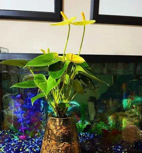 白掌花水培技巧与花蕾变黄问题解决方法（白掌花水培养护要点及针对花蕾变黄的应对策略）