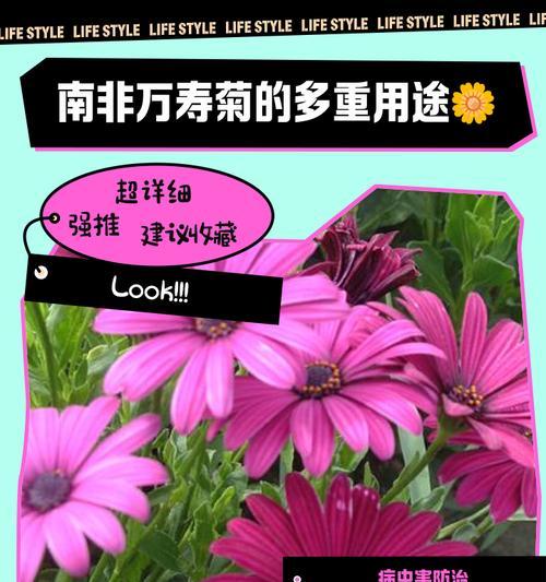 南非菊的种植和养护方法（打造极具观赏价值的南非菊花园）