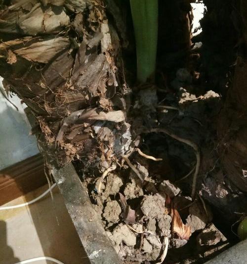 观音发黄怎么救？灵动白皙娇肤的秘密揭晓