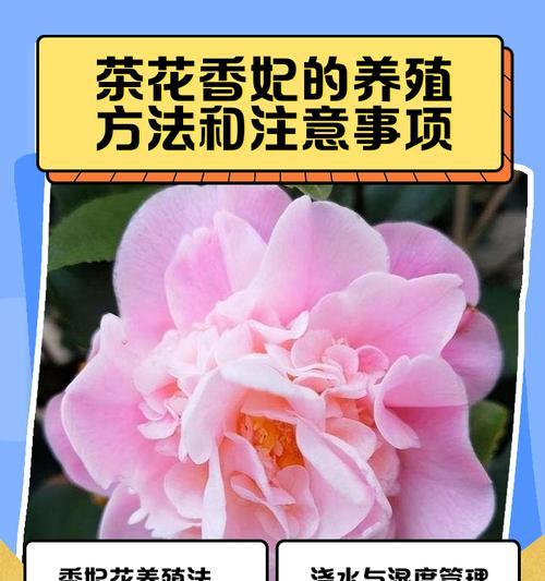 宫粉茶花的养殖全攻略（培育茶花专家教你成功养殖宫粉茶花）