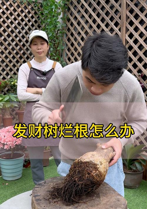发财树根越来越细的原因及解决办法（揭秘发财树根细化现象背后的原因，帮助你保持繁茂的发财树）
