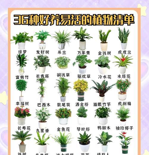 肉科植物养护宝典（打造绿意盎然的多肉花园）