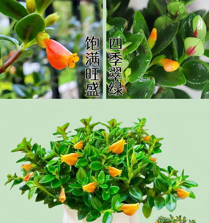 金鱼吊兰开花的秘密（探索金鱼吊兰开花的条件和技巧）