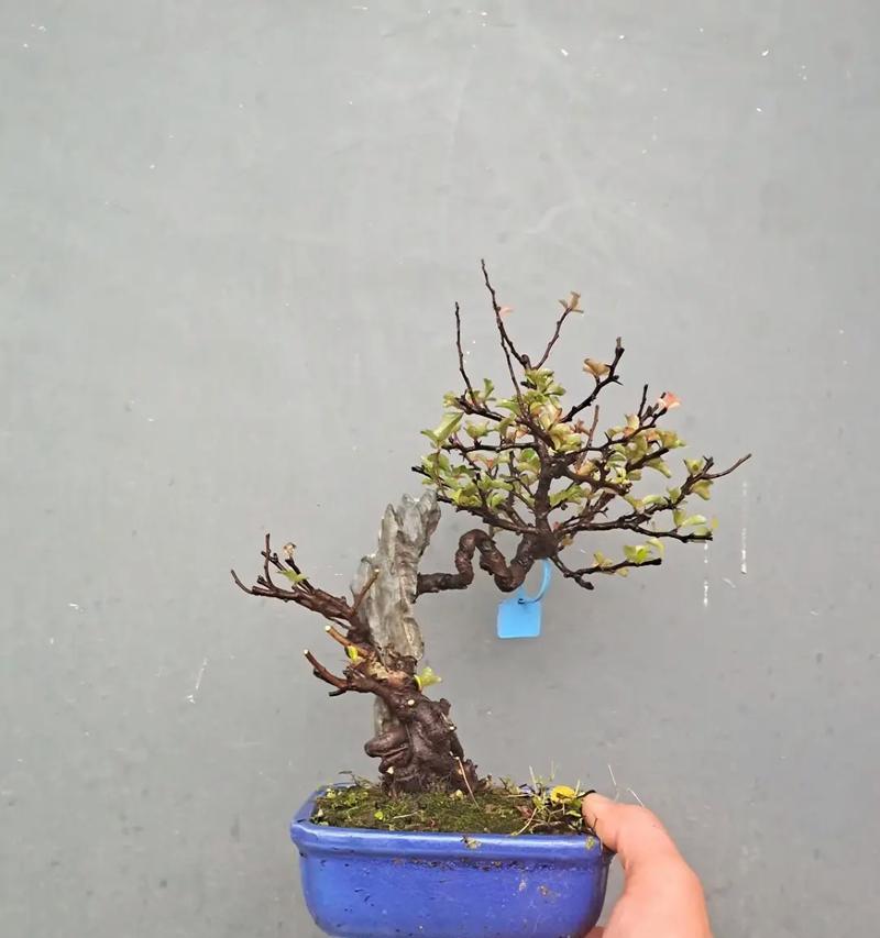 长寿梅开花时间及花期详解（探秘长寿梅开花规律，揭秘开花背后的奥秘）