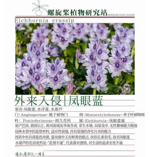如何种植凤眼蓝，让花园更加绚丽（简单实用的凤眼蓝种植指南）
