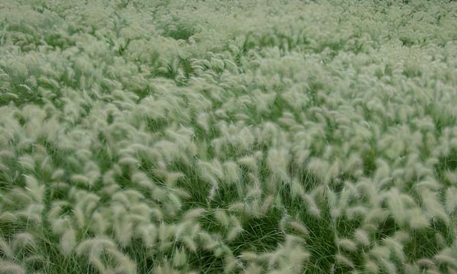 以狼尾草花怎么种植（打造美丽花园的秘密武器——狼尾草花）