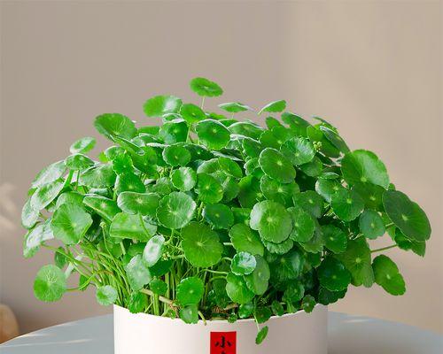 鱼缸铜钱草水培养护指南（一键掌握铜钱草水培技巧，快速养出繁茂水景）