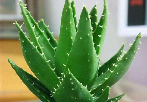 冬天种植芦荟的方法与技巧（打造室内绿意，享受冬日芦荟护肤）