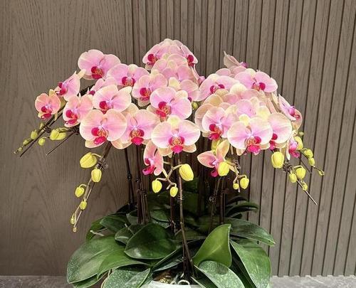 蝴蝶兰的培植技巧（从选购到养护，助您成功种植蝴蝶兰）