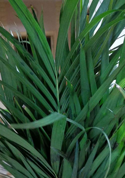 椰子花养殖技巧大全（从种植到成长，掌握养殖椰子花的关键技巧）