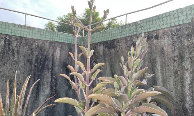 大叶落地生根的摘心方法（以大叶落地生根为主题的摘心指南，让植物繁衍更简单）