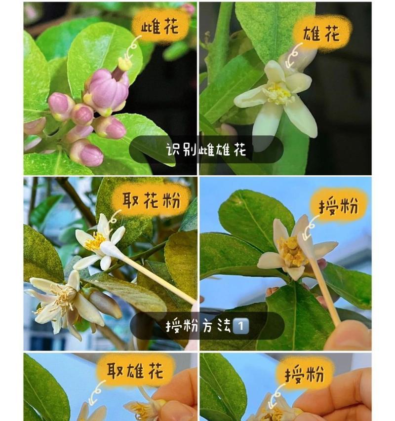 探寻柠檬花的颜色之谜（了解柠檬花的五彩斑斓与神秘）