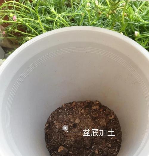 秋季如何移盆三角梅（注意事项和步骤详解，保证三角梅健康成长）
