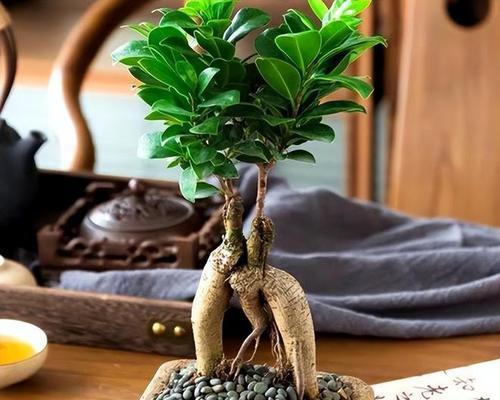 如何养好盆景（打造精美盆景，从这些技巧开始）