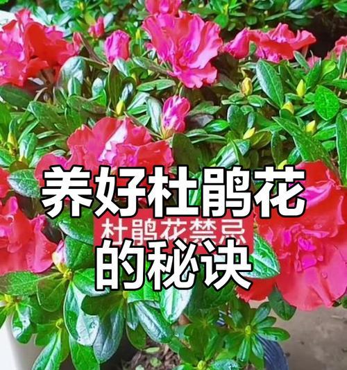 月开花的杜鹃花繁殖方法（以杜鹃花怎么繁殖为主题的全面指南）