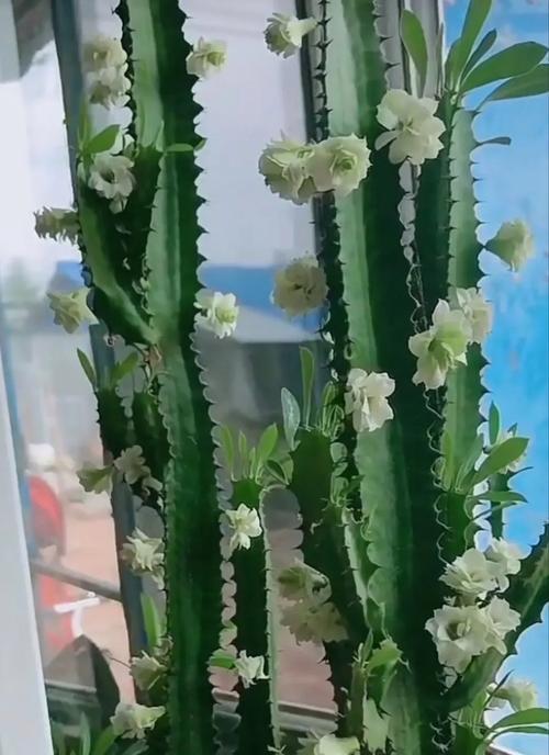 龙骨花的快速生长秘籍（掌握关键养殖技巧，让龙骨花茁壮成长）