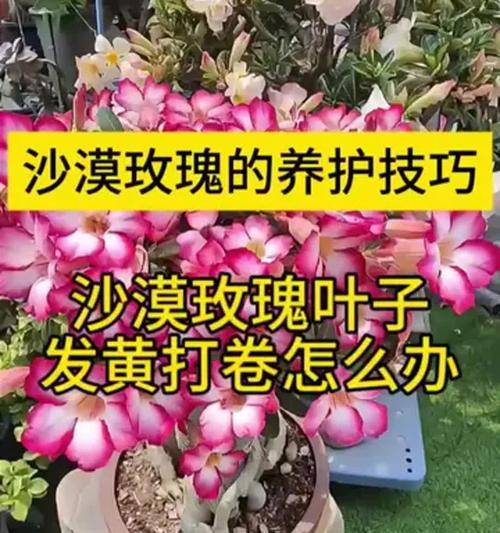 如何处理以刚栽的玫瑰黄叶问题（专家分享经验，让你的玫瑰焕发新生机）