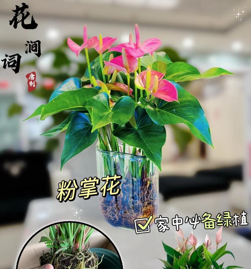 怎样处理以粉掌的花变黄问题（有效方法与技巧，让您的花恢复健康）