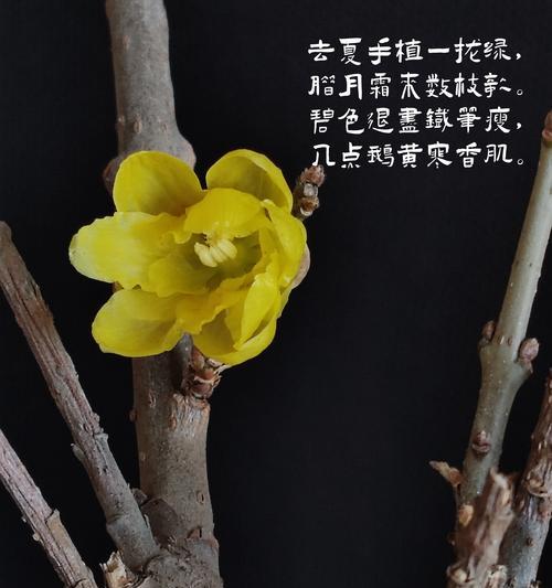 探寻蜡梅黄叶之谜（揭开蜡梅黄叶现象的原因与解决方法）