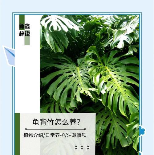 龟背竹叶子烂了，是什么原因造成的？（揭开龟背竹叶子烂掉的谜团，保护你的龟背竹！）