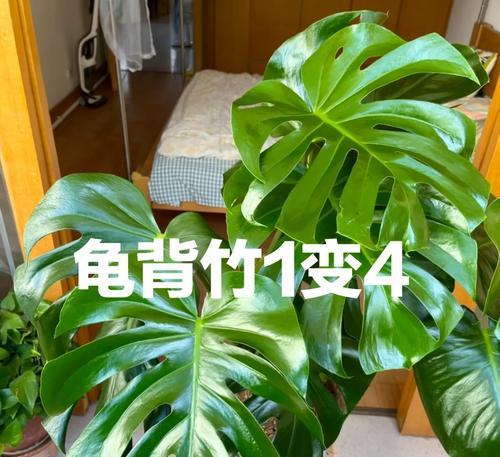 龟背竹冬季管理的要点与技巧（保护龟背竹的五大要领及养护细节）