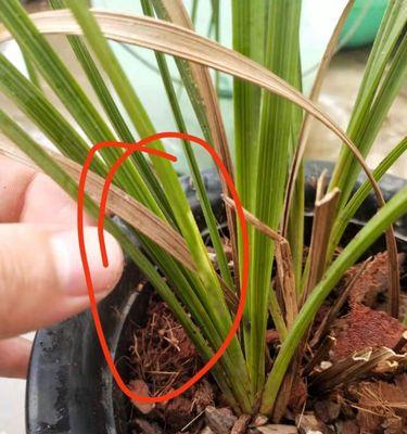 花黄斑病的治疗方法及（保护视力，科学应对花黄斑病）