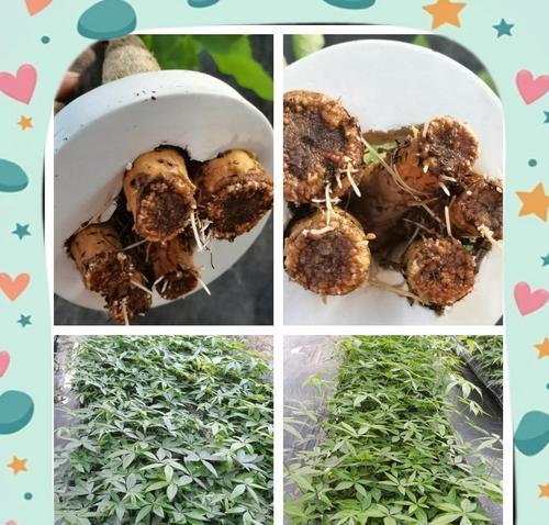 发财树换土后的养护技巧（保持发财树健康茁壮，提升财运的关键）