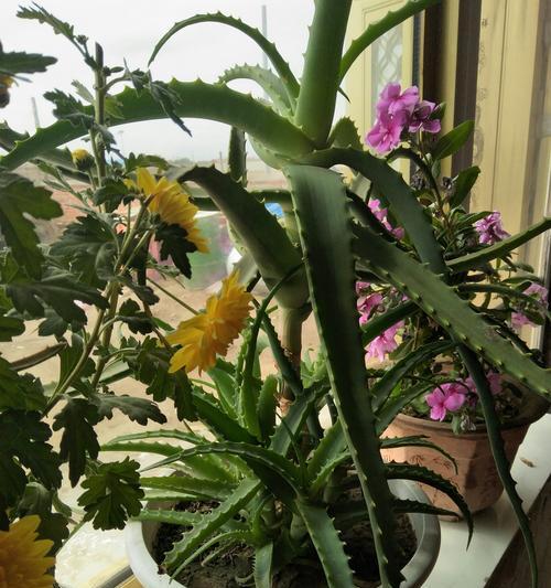 以瓜菊焉了，如何处理？（解决瓜菊焉了的有效方法）