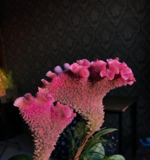 鸡冠花的毒性及适宜环境（了解鸡冠花毒性，安心养殖您的室内花）