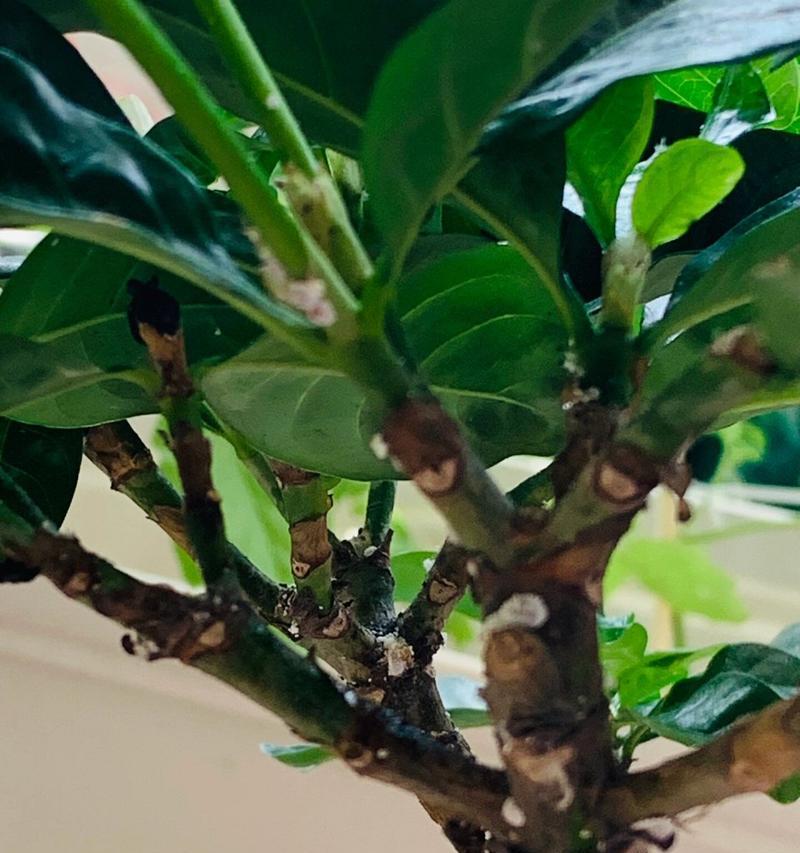 栀子花叶干卷制作的工艺与特点（了解栀子花叶干卷的制作方法及其独特之处）