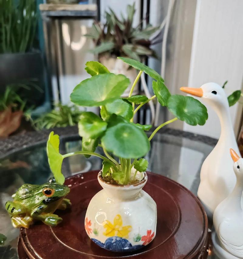 星辰花（星辰花）