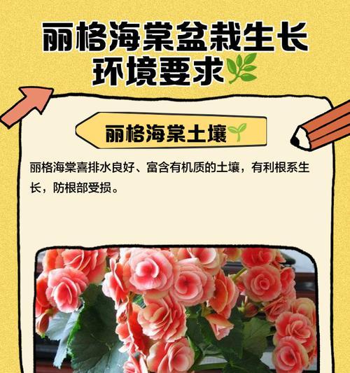 丽格海棠花谢后的修剪和管理技巧（打造美丽庭院的关键——丽格海棠花的修剪和管理）