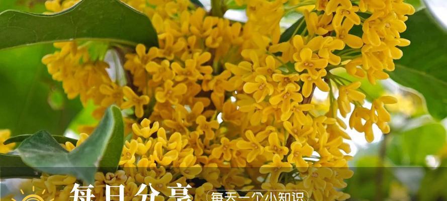 北方能否种植桂花？（探究桂花的耐寒能力及室外过冬技巧）