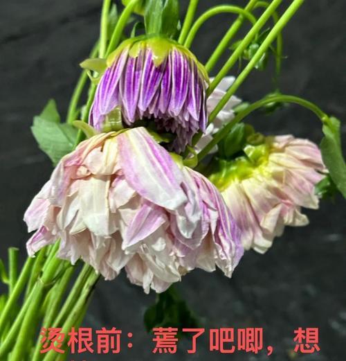 冬季储存大丽花根的方法与注意事项（保证大丽花根在冬天的存储与保护）